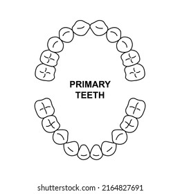 Primary teeth dentition anatomy. Child upper and lower jaw. Child tooth arrival chart. Primary teeth silhouette