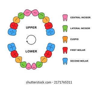 Primary teeth dentition anatomy with descriptions. Child jaw parts - central incisor, lateral incisor, cuspid, first molar, second molar teeth.