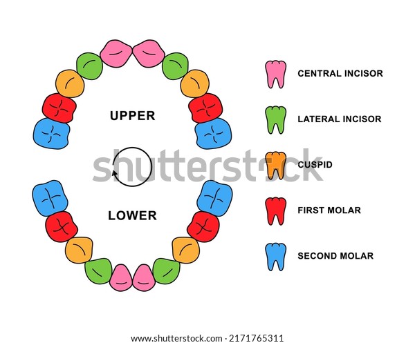 Primary teeth dentition anatomy with descriptions.\
Child jaw parts - central incisor, lateral incisor, cuspid, first\
molar, second molar\
teeth.