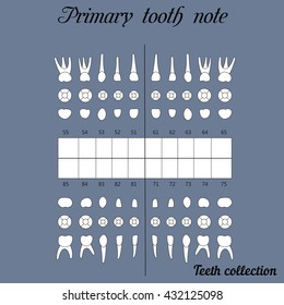 primary teeth note upper and lower jaw , the chewing surface of teeth incisor, canine, premolar, bikus, molar , wisdom tooth, in vector for print or design