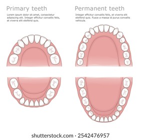 Dentes primários e dentes permanentes. Dentes humanos: primários e permanentes. Ilustração dentária médica.