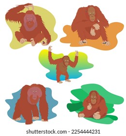 Primate Ape Orangutan various Poses Cute Cartoon Vector Illustration in eps 10