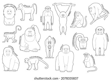 Primate Monkey Set Various Kind Identify Cartoon Vector Black and White