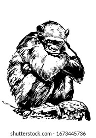 The primate is sitting. Graphic hand drawing sketch. Vector