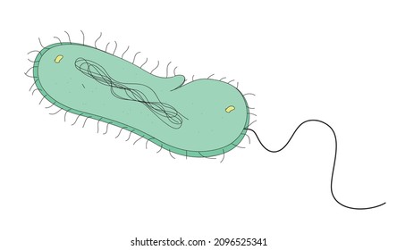 Primitive bacteria structure (Anatomy of primary bacteria)