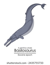 A primitive whale Basilosaurus from Eocene epoch. 