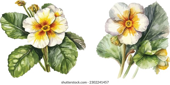 Primrose flower clipart, isolated vector illustration.