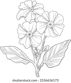 primrose flower digital painting illustration