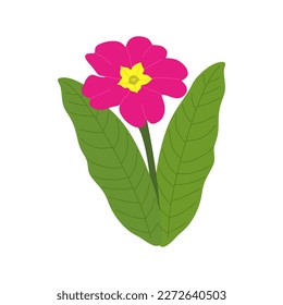 Primrose flower in flat style illustration isolated on white background. Primula vulgaris flower, vector illustration svg