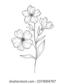 Primrose flower Line Art. Primrose outline Illustration. February Birth Month Flower. Primrose outline isolated on white. Hand painted line art botanical illustration.