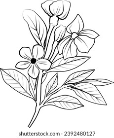 Primrose flower sketch art, vintage style printed for cute flower coloring pages. Vector illustration of a Beautiful vinca flower, and leaves, madagascar periwinkle realistic drawings