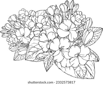 Primrose flower vector art, elements summer collection, hand-painted primrose coloring pages, vector sketch, pencil art primula flower, vintage floral design wildflowers with coloring book for adults,