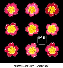 Primrose flower. Vector illustration