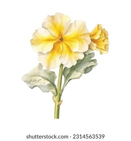 Primrose Flower watercolor illustration. Hand drawn underwater element design. Artistic vector marine design element. Illustration for greeting cards, printing and other design projects.