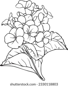 Primrose flowers illustration coloring page, simplicity, Embellishment, monochrome vector art, Outline print with blossom primrose, primrose bouquet leaves, and buds, Primula Denticulata flower tattoo