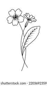 Primrose Illustration February Birth Month Flower