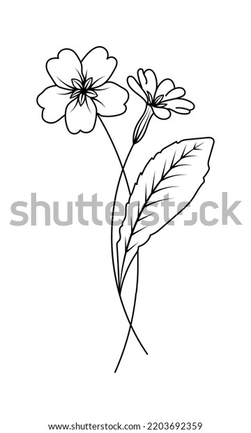 Primrose Illustration February Birth Month Flower Stock Vector (Royalty ...