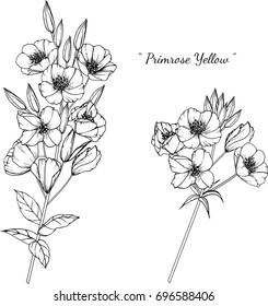 Primrose  illustration on white background.