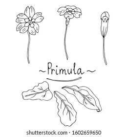 Primrose. Individual element. Vector illustration.