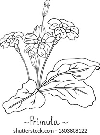 Primrose. A linear pattern. Vector illustration.