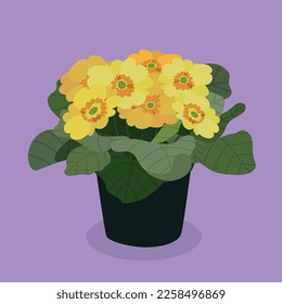 primrose in a pot vector clip art