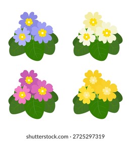 Primrose set isolated on a white background. Colored icon, vector illustration in a flat style. Different colors of primula.