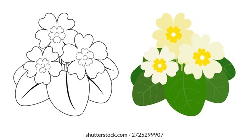 Primrose set isolated on a white background. Colored icon, vector illustration. Colored and outline drawing primula.