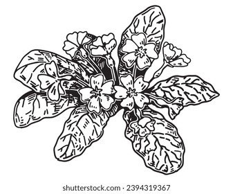 Primrose sketch. Spring time flower clipart. Hand drawn vector illustration isolated on white background.