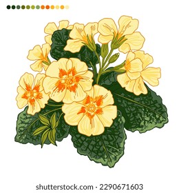 Primrose Spring flowers color drawing vector. 