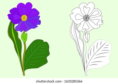 Primrose vector colorful illustration for drawing and sketch contour for future coloring.