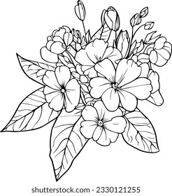 primrose vector illustration, beautiful primula flowerbouquet, hand-drawn coloring pages primula flower drawing of artistic, primrose engraved ink art, primula flower tattoo designs
vintage primrose