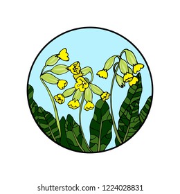 Primrose, vector illustration, round hand drawn picture