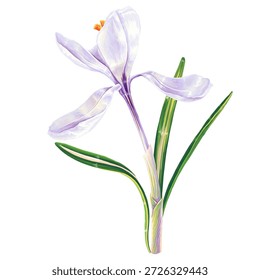 Primrose, azafrán blanco, realista flor de primavera dibujada a mano en estilo de autor en formato de Vector. Símbolo de la primavera que se acerca, flores que florecen bajo la nieve