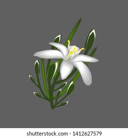 Primroses flowers white decor isolated