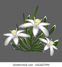 Primroses flowers white decor isolated
