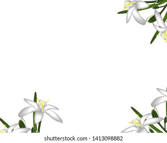 Primroses flowers white frame background svg