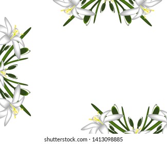 Primroses flowers white frame background