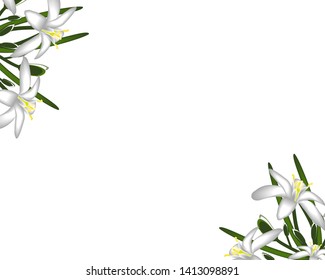 Primroses flowers white frame background
