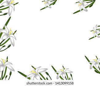 Primroses flowers white frame background