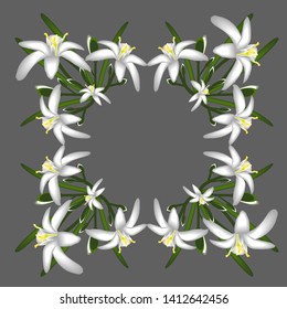 Primroses flowers white frame isolated