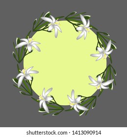 Primroses flowers white frame isolated