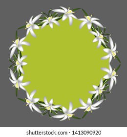 Primroses flowers white frame isolated