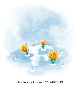 Primroses orange tulips or crocuses bloom from under the last snow. Spring illustration with watercolor texture.