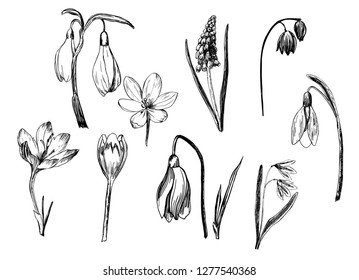 Primroses, snowdrops, hellebore hand-drawn with ink and a pen.
Vector illustration