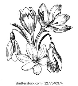 Primroses, snowdrops, hellebore hand-drawn with ink and a pen.
Vector illustration