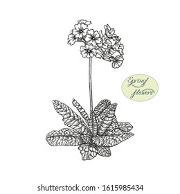 Primula flower isolated on white background. Hand drawn black outline converted into a vector image. Spring flower sketch. Vintage botanical element.
