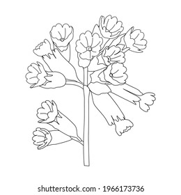Primula flower vector line drawing on a white background