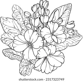 primula line art, floral vector illustration, vintage engraved style flowers with plumeria isolated on white background, hand-drawn botanical flower. primrose line drawing, wild primrose drawing,

