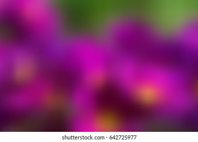 Primula in natural conditions. Blurred vector background.