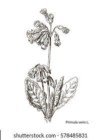 Primula officinalis. Hand drawn vector botanical illustration of valerian on white background. Wild grasses and flowers. Vintage botanical illustration